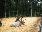089 white reindeer 1.jpg